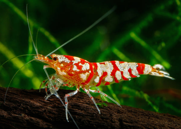 Shrimp - Fancy Red Tiger – Coburg Aquarium