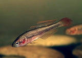Fire Tail Gudgeon