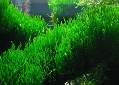 Flame Moss