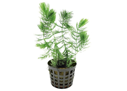 Ceratophyllum demersum - Foxtail - Potted