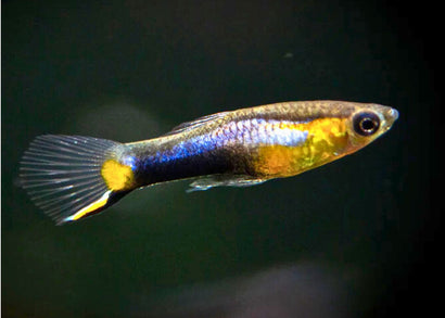 Endler Guppy - French Blue