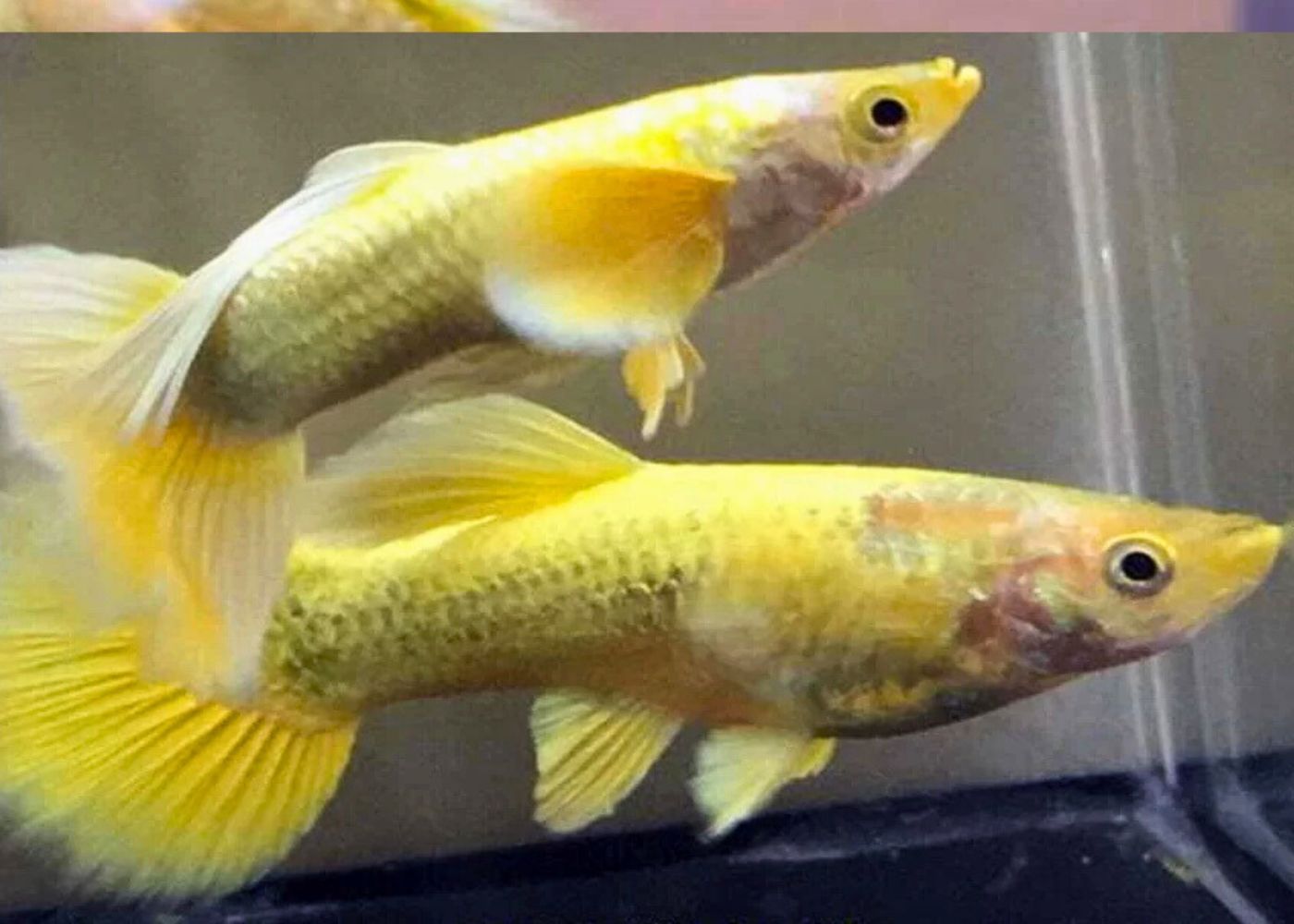 Two 24k gold guppy fish swimming in a tank with a blurred background