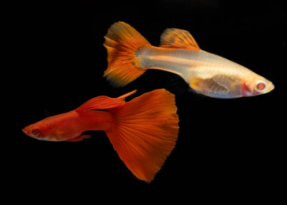 Guppy - Full Red Guppy Albino (Pair)