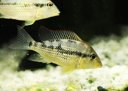 Gold Dust Eartheater - Geophagus Alto Sinu