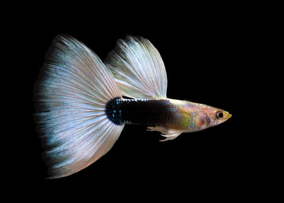 Guppy fish with a large, fan-like tail on a black background