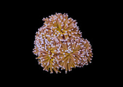 Torch coral - Gold (per polyp)