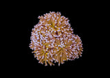 Torch coral - Gold (per polyp)