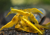 Cherry Shrimp Golden Back Yellow