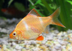 Golden Tiger barb fish in an aquarium setting with blurred background
