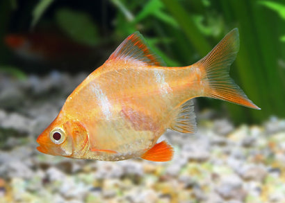 Golden Tiger barb fish in an aquarium setting with blurred background