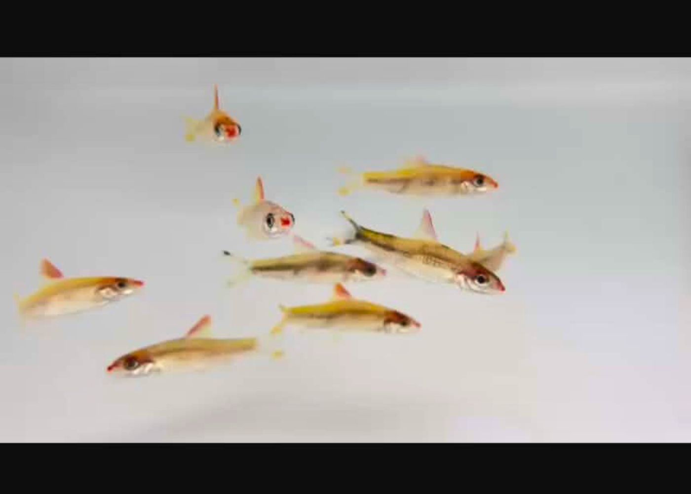 Golden Torpedo Barb - Special 5 for $700