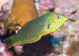 Wrasse - Green Leopard Male