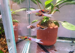 Guppy Endler- Opal