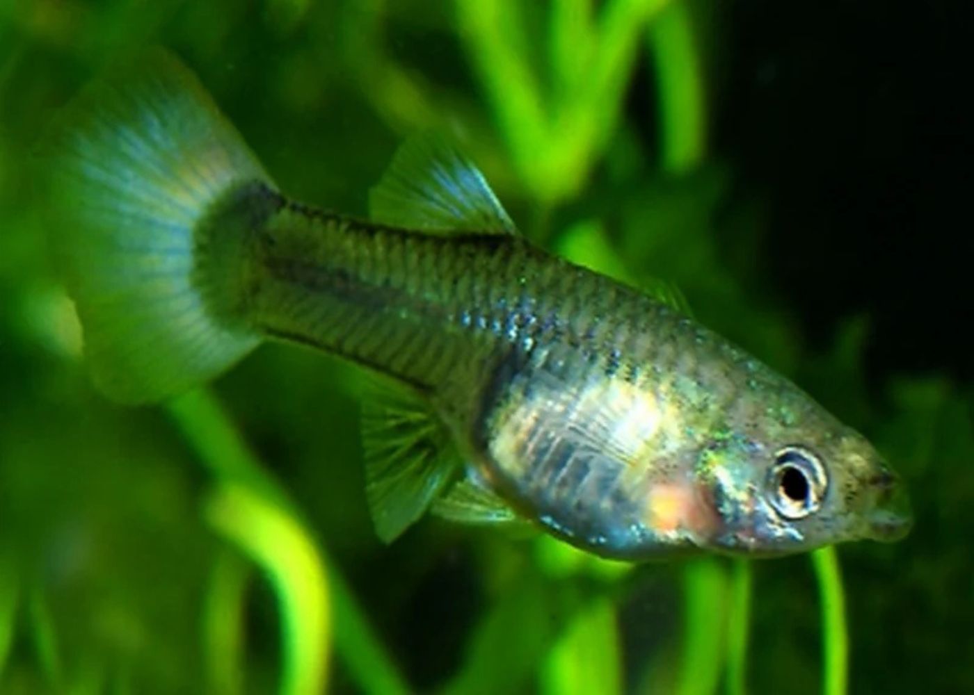 Guppy - Blue tail - Female