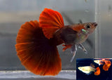 Guppy - Half Black Red Rose Tail Guppy - Female