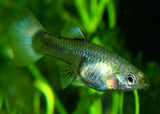Guppy - Blue tail - Female