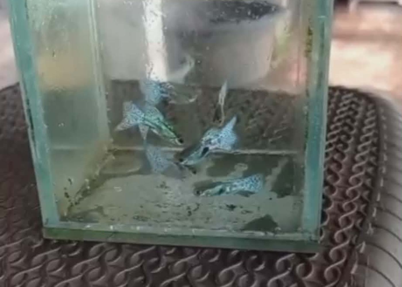 Guppy - Blue tail - Male