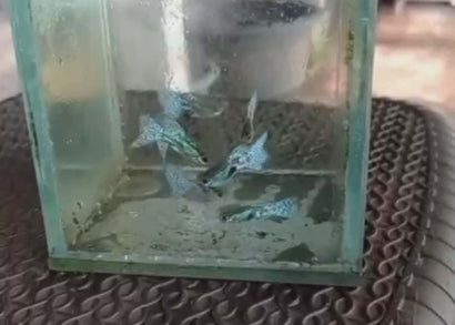 Guppy - Blue tail - Male