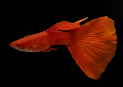 Full red albino guppy male with vibrant orange tail on a black background