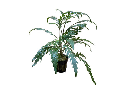 HYGROPHILA PINNATIFIDA 5CM POT