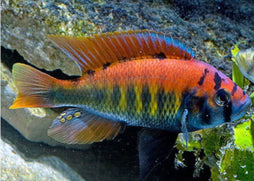 Colorful fish with orange, blue, and black patterns swimming in an aquarium setting. Flameback cichlid in aquarium.
