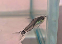 Coburg Aquarium | Corydoras Hastatus | Shop tropical aquarium fish onlione