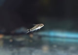 Corydoras Hastatus
