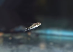 Coburg Aquarium | Corydoras Hastatus | Shop tropical aquarium fish onlione