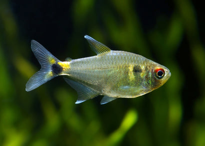 Head & Tail Light Tetra Special (6 for $25)