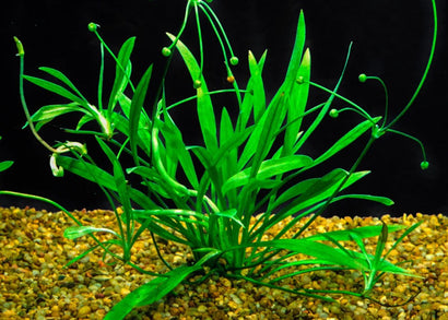 Helanthium Tenellum (Chain Sword)