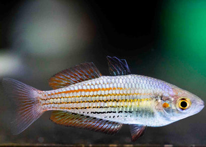 Hilder Creek Rainbowfish a silver fish with orange and black horizontal stipes in an aquarium.