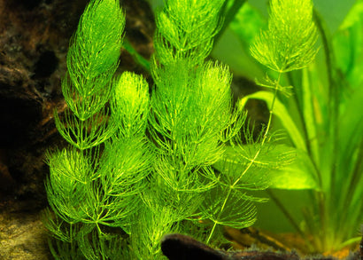 Aqua Serene Hornwort