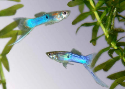 Japanese Blue Sword Guppy Pair