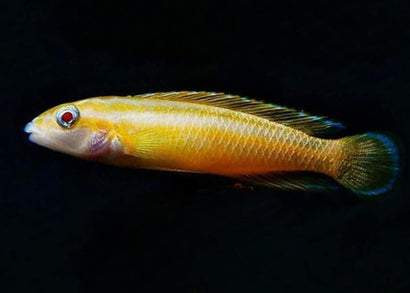 Julidochromis Ornatus Albino