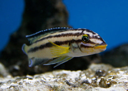 Julidochromis regani fish. long slender body with dark horizontal stripes in an aquarium with rocks in the background.