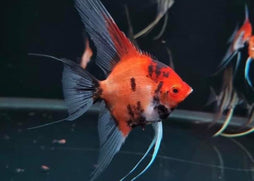 Angel - Koi Red Devil