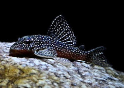 Demini Angelicus Pleco - L136