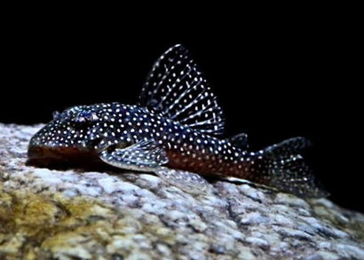 Demini Angelicus Pleco - L136