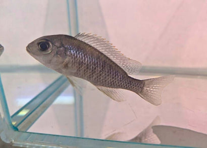 Lethrinop Rainbow | African Cichlid in fish tank