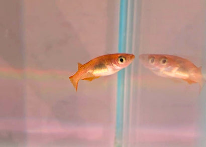 Coburg Aquarium Tiger Medaka - Tora in aquarium