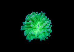 Long tentacled plate  - Heliofungia sp. Large