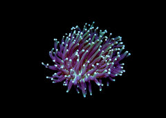 Long tentacled plate  - Heliofungia sp. Large