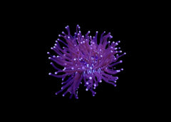 Long tentacled plate  - Heliofungia sp. Large