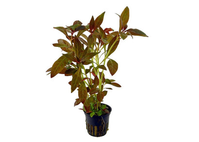 Ludwigia glandulosa - Potted