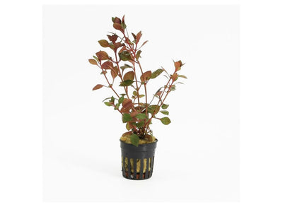 Ludwigia palustris "Super Mini Red" - Potted