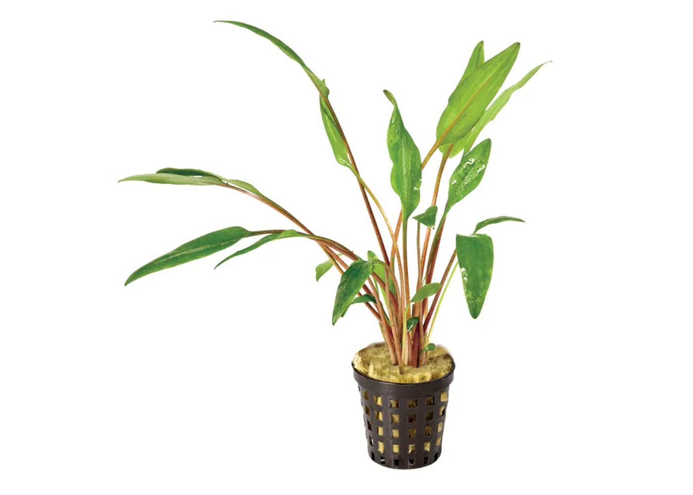 Cryptocoryne Lutea in Mesh Pot