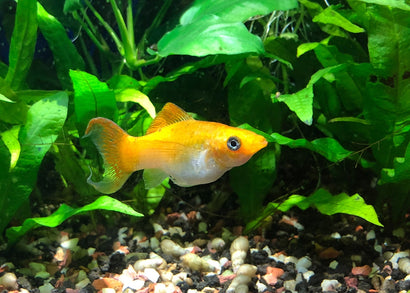 Coburg Aquarium Molly lyretail