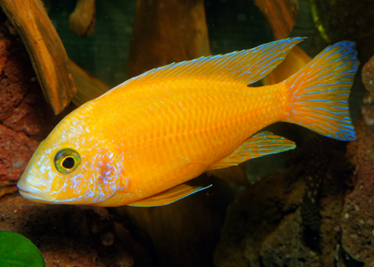 Peacock Cichlid - Yellow