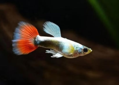 Guppy Male Neon Red