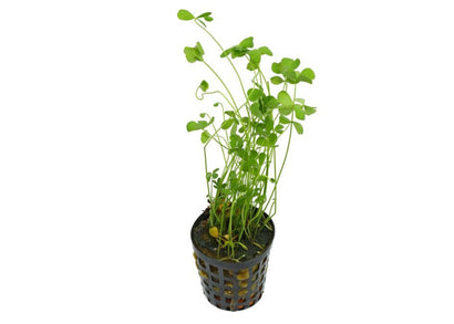 Marsilea hirsuta - Potted